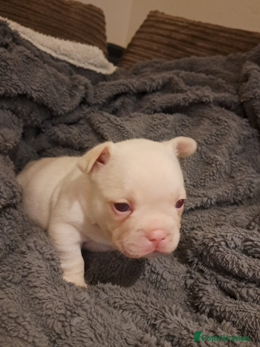 French Bulldog dogs for sale: One pink male french bulldog left  - Advert 25