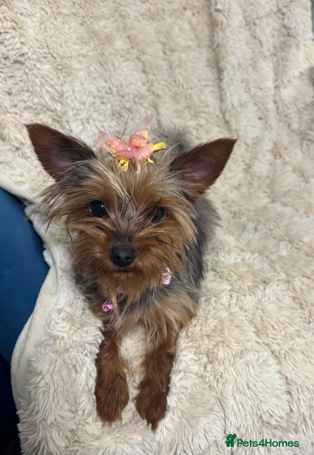 Yorkshire Terrier dogs for sale: Meet Nina -Quiet and Sweet Yorkie 💕 - Advert 12