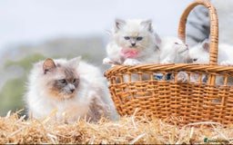 Ragdoll cats for sale: True to type, pure Ragdolls Kittesn - Image 16