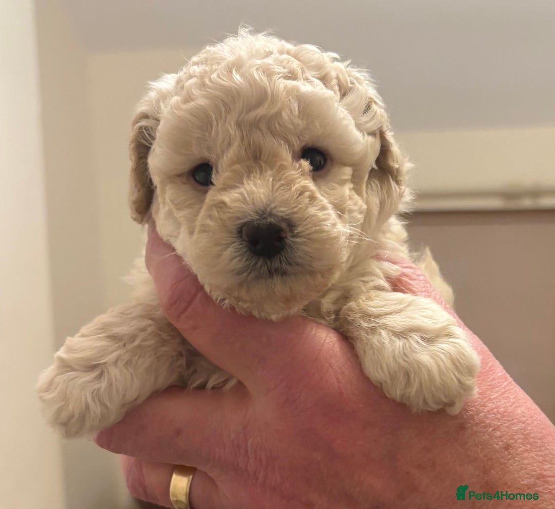 Toy Poodle dogs for sale: KC Registered Toy Poodle Puppies - Advert 4