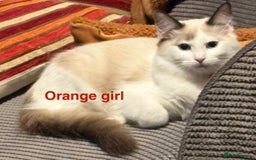 Ragdoll cats for sale: Two Boy pure Ragdoll kittens-Reduced-Vaccinated - Image 11