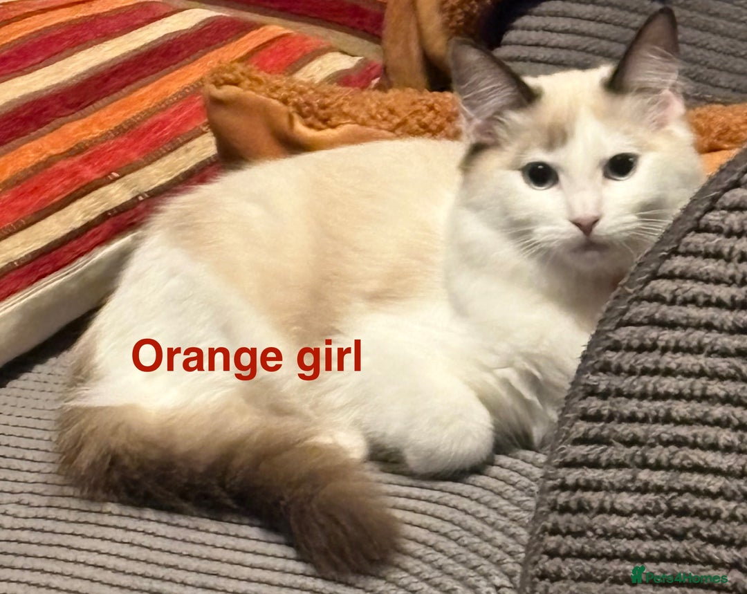 Ragdoll cats for sale: Two Boy pure Ragdoll kittens-Reduced-Vaccinated - Image 11