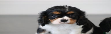 Cavalier King Charles Spaniel Puppy 3