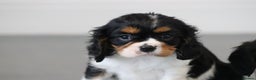 Cavalier King Charles Spaniel dogs for sale: Cavalier King Charles Puppies for sale - Advert 40