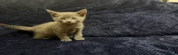 Domestic Shorthair cats for sale: Beautiful Kittens for Sale - Advert 3