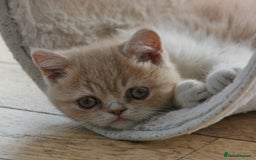 Exotic cats for sale: Exotic pedigree kittens  - Image 3