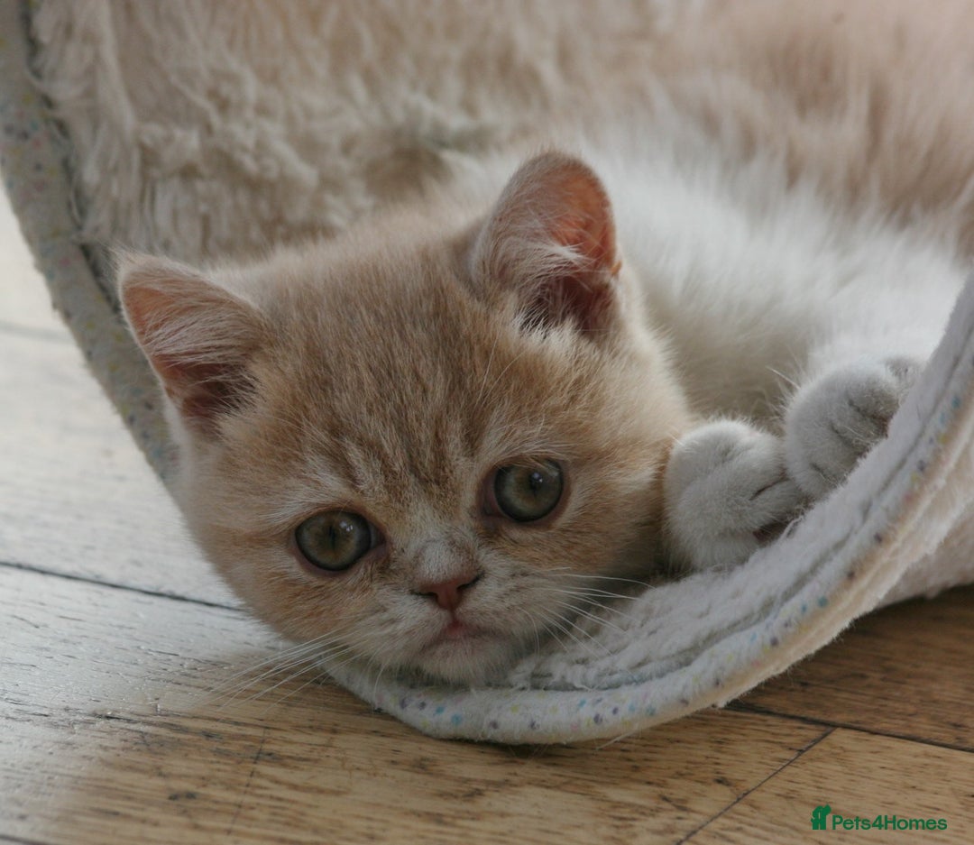 Exotic cats for sale: Exotic pedigree kittens  - Image 3