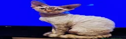 Devon Rex cats for sale: TICA Show Quality  Devon Rex Girl   - Advert 2