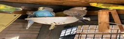 Budgerigars birds for sale: Aviary-bred Budgies’s  - Advert 9