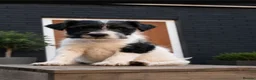 Parson Russell dogs for sale: Quality Parsons Russell Terrier Puppies - Advert 3