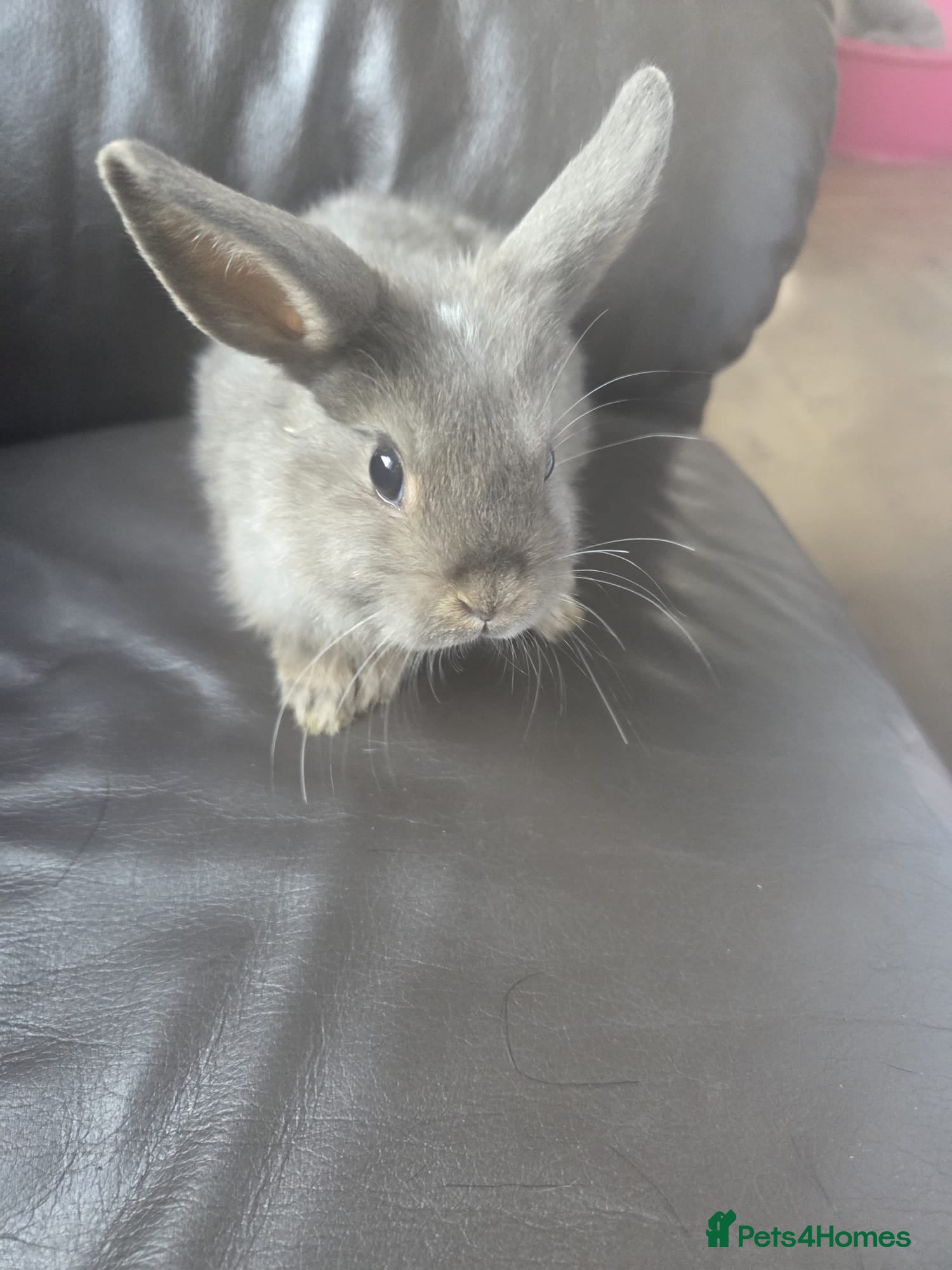 Mixed Breed rabbits for sale: 4 Baby (2 black) bunnies looking for forever homes - Advert 3
