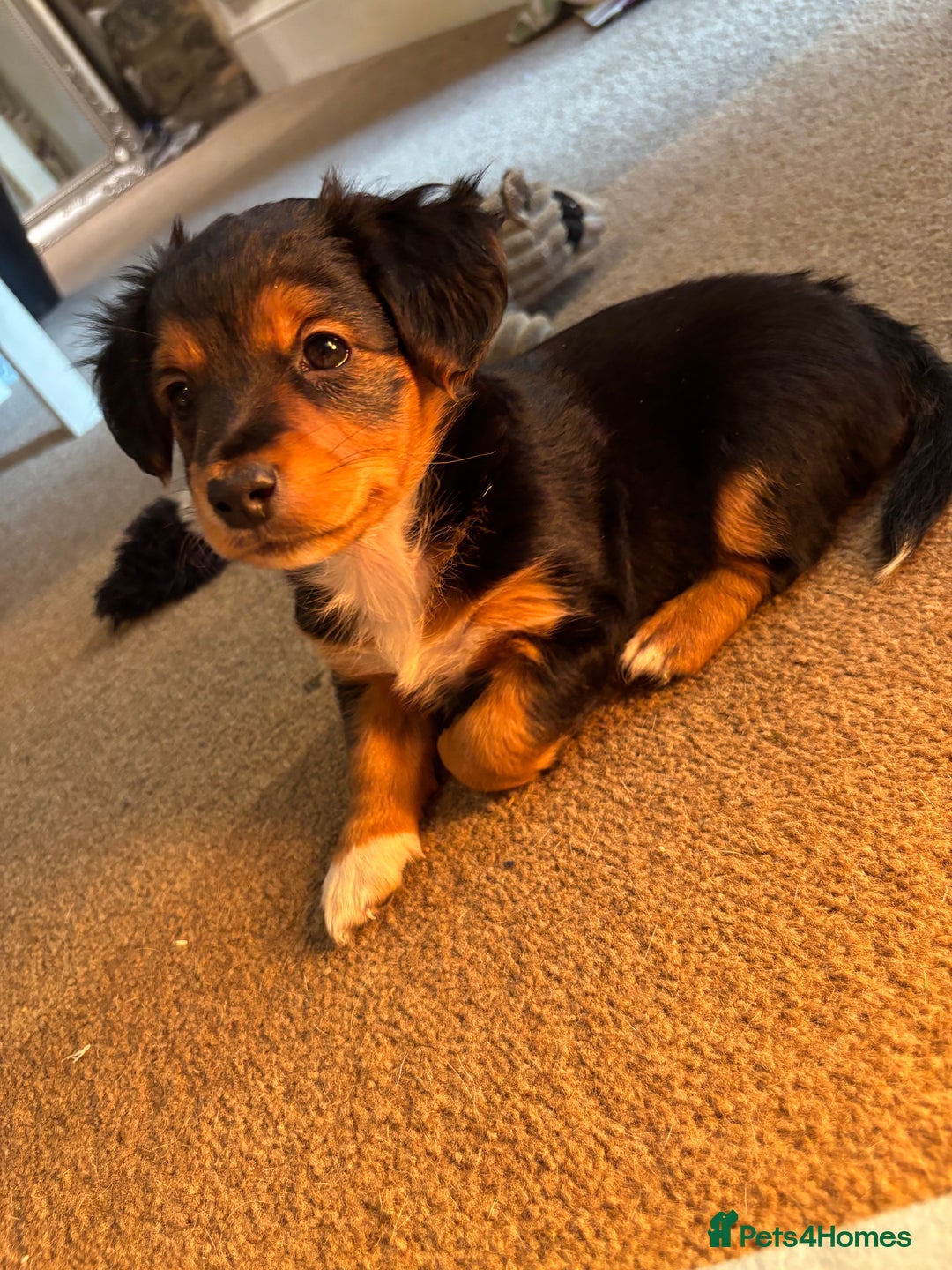 Jack Russell dogs for sale: Jack Russell terrier Pups!  - Advert 21