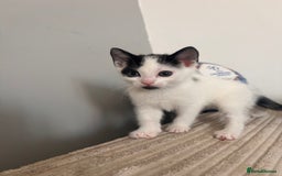 Mixed Breed cats for sale: Kittens available for sale with heterochromia - Image 20