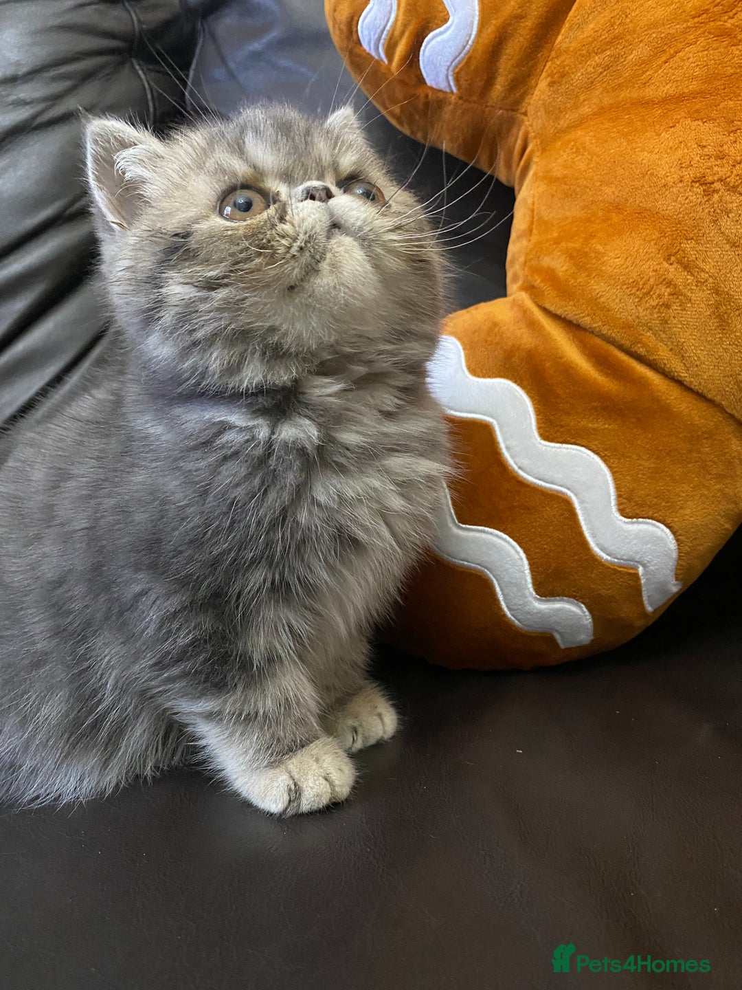 Exotic cats for sale: 1 BABY BOY Exceptional Persian Exotic litter - Advert 4