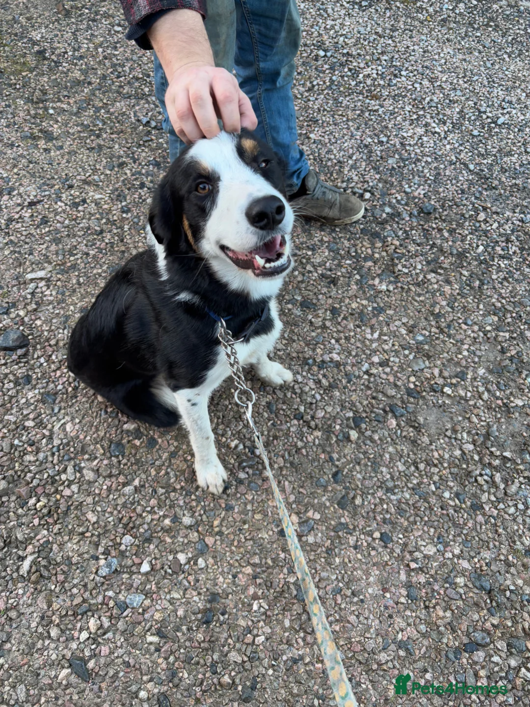 Mixed Breed dogs for sale: Henry  - Advert 2