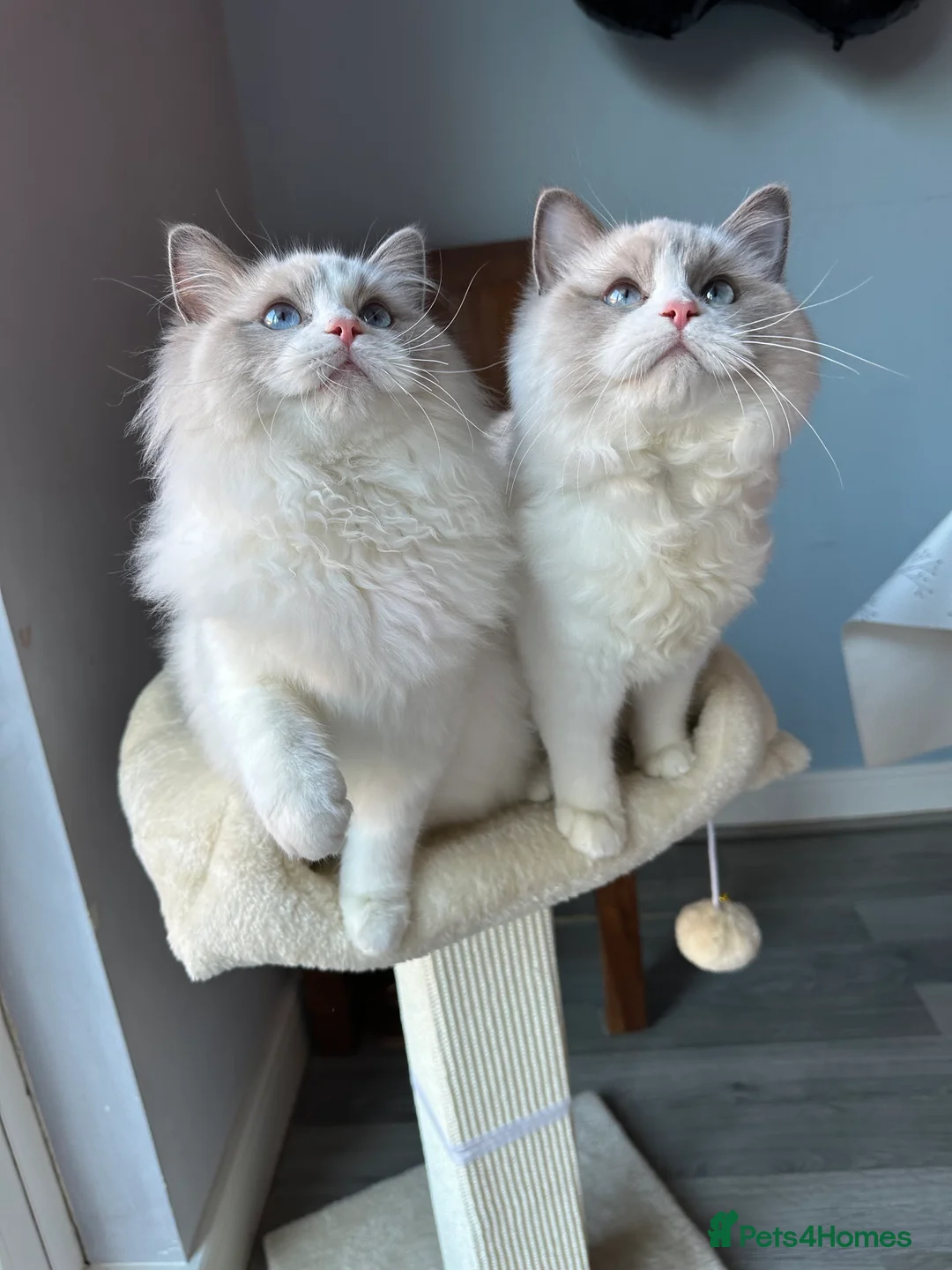 Ragdoll cats for sale:  ACTIVE CAT OR pet TICA Registered Ragdoll Kittens - Advert 14