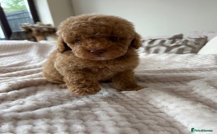 Cockapoo dogs - Advert 3