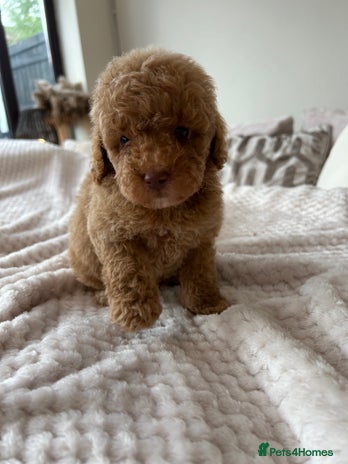 Cockapoo dogs - Advert 9