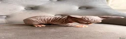 Sphynx cats for sale: 🐾 Beautiful Sphynx Kittens – Ready to Leave Now - Advert 7