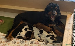 Cocker Spaniel dogs for sale: Stunning 5 Star KC  Show Cocker Spaniels - Image 6