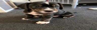 Mixed Breed 4