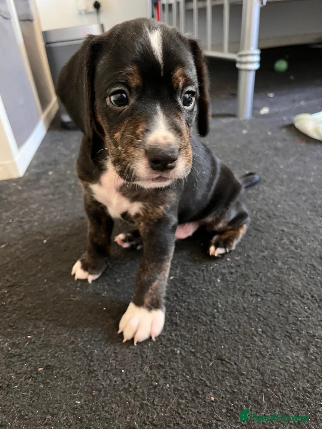 Mixed Breed dogs for sale: Beautiful Spaniel Puppies in Washington - Advert 2
