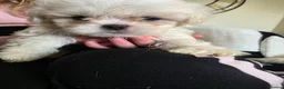 Mixed Breed dogs for sale: Cava-tzu x dachshund and cava-tzu - Advert 12