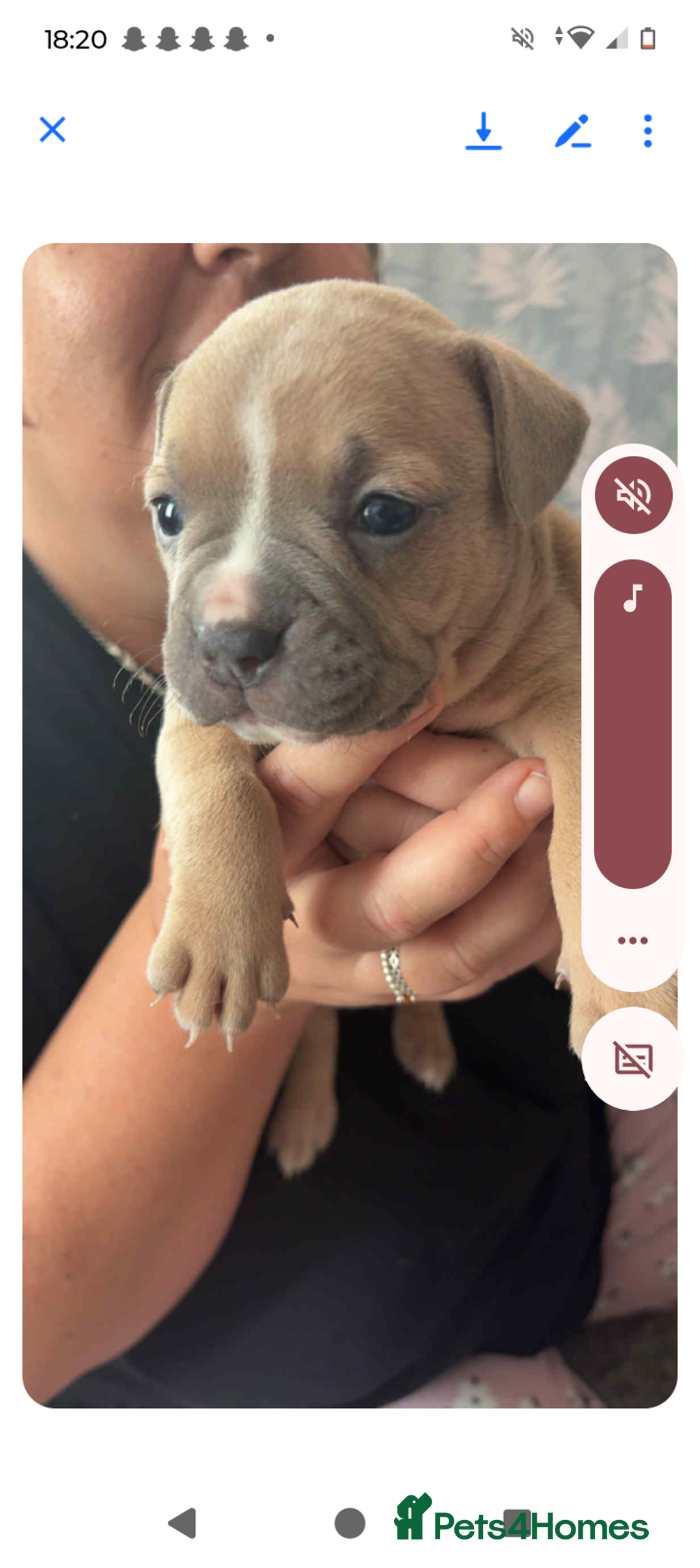 Mixed Breed dogs for sale: Little grey blue eye french bully dog /saffy - Image 2