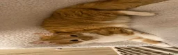 Mixed Breed cats for sale: Ginger and white boy - Advert 2