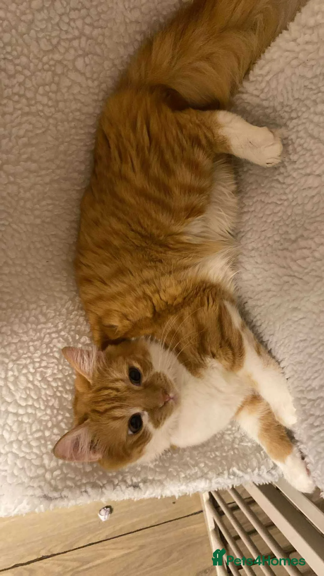 Mixed Breed cats for sale: Ginger and white boy - Advert 2