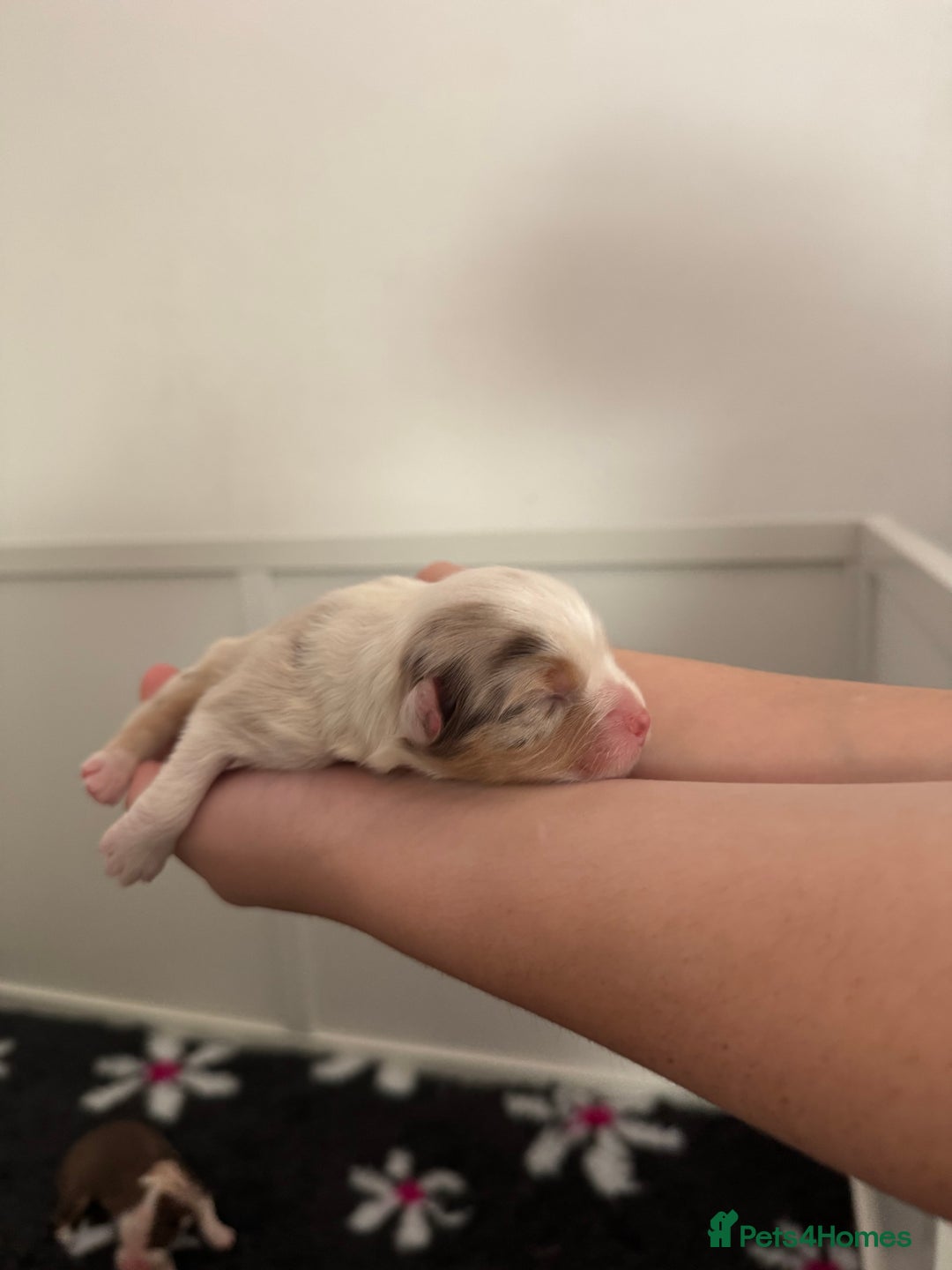 Australian Shepherd dogs for sale: Australian Shepherd Puppies - Image 3