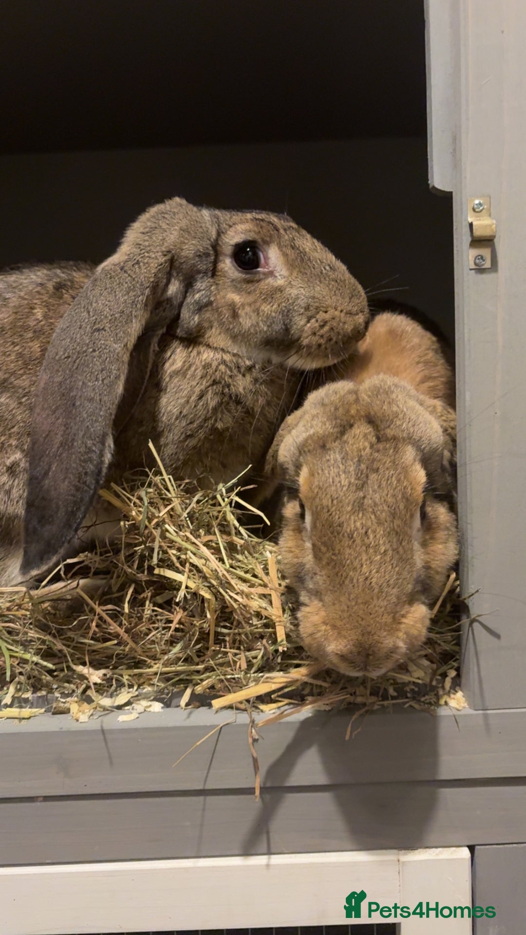 English Lop rabbits for sale: english giant lops  - Advert 5