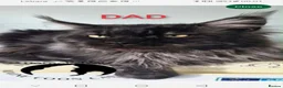 Maine Coon cats for sale: SHOW QUALITY MAINE COON KITTENS - Advert 15
