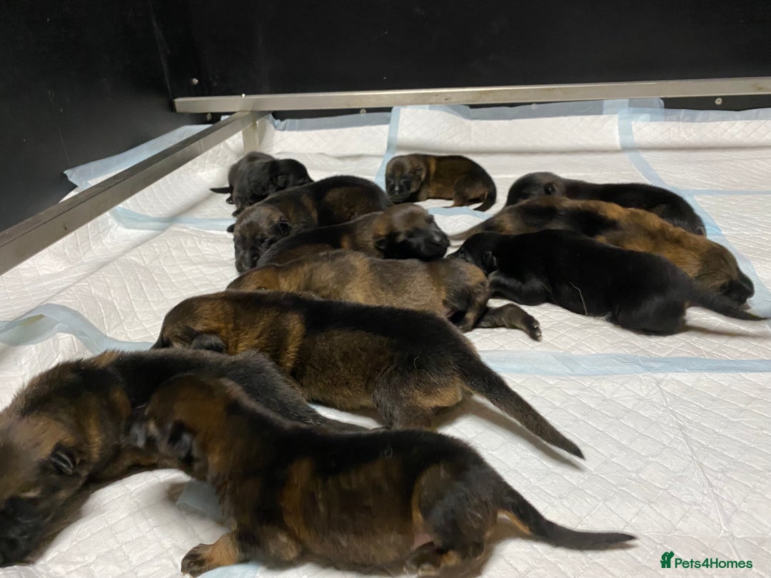 German Shepherd dogs for sale: 🐶 Outstanding Working line GSD puppies 🐶 - Image 3