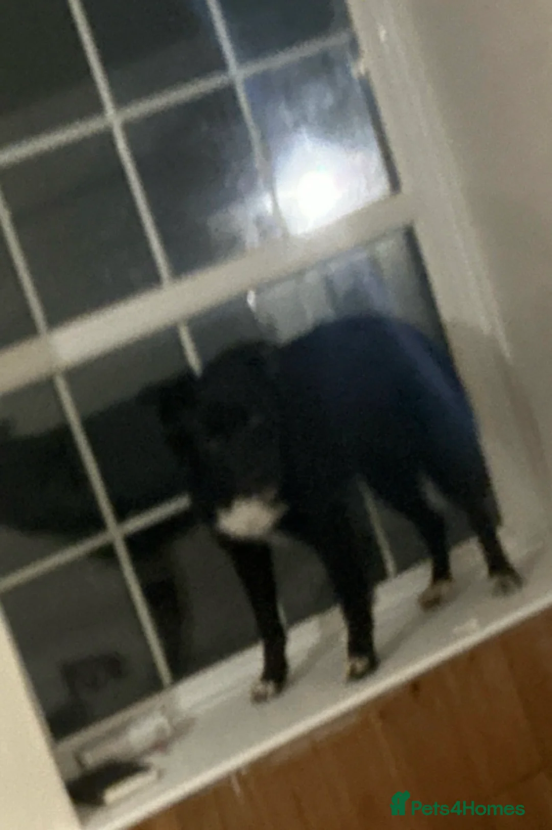 Border Collie dogs for sale: Pedigree border collie  in Camborne - Advert 2