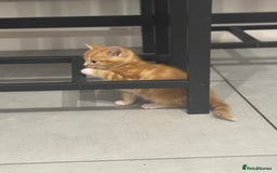 European cats for sale: Kittens 🐱  - Image 11