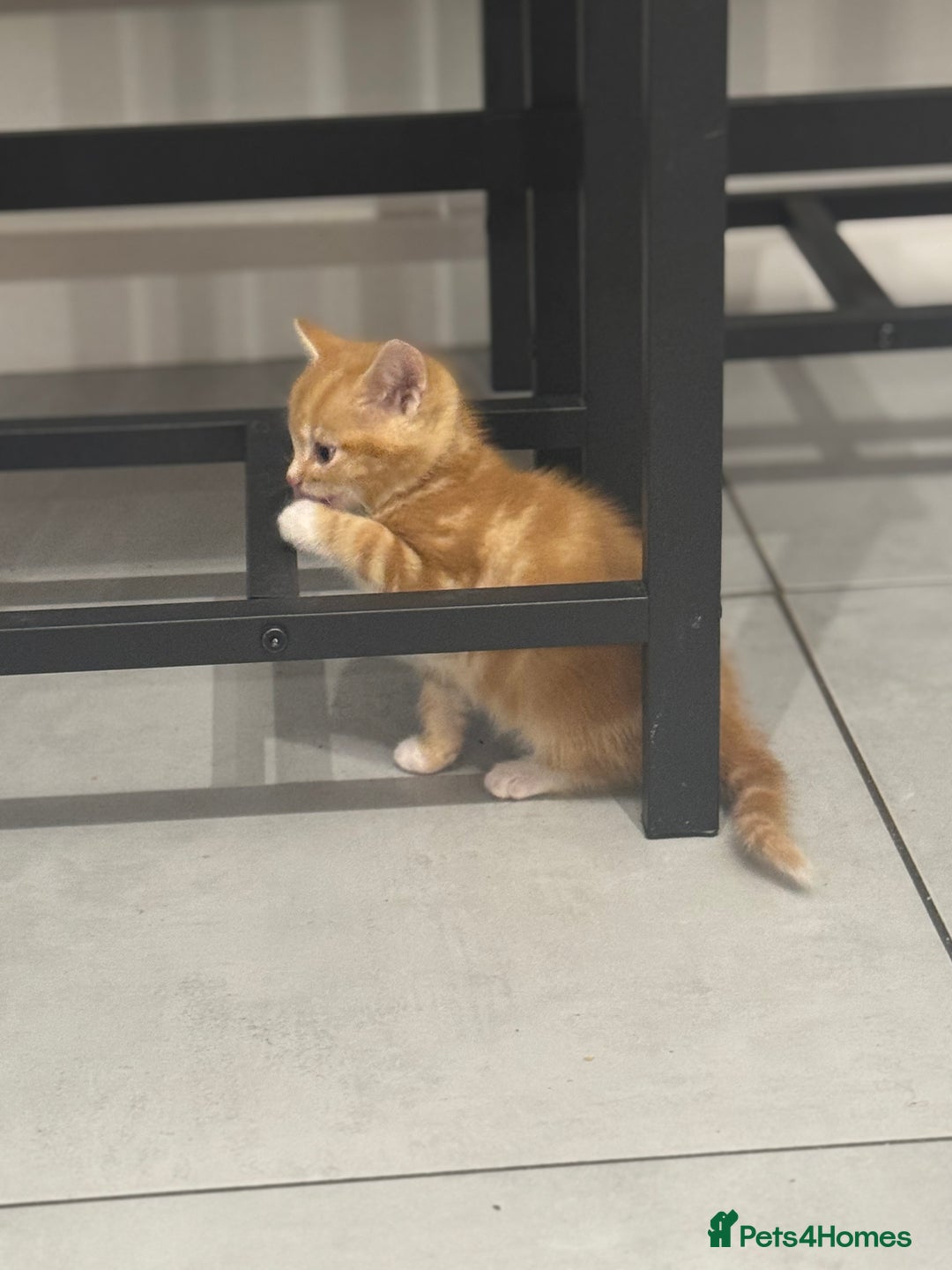 European cats for sale: Kittens 🐱  - Image 11