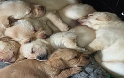 Labrador Retriever dogs for sale: Chunky KC reg Show line Champagnes boys  - Image 7