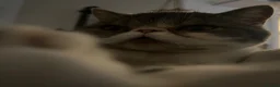 Exotic cats for sale: bella the exotic shorthair - Advert 14