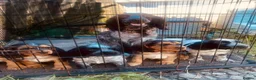 Cocker Spaniel dogs for sale: Cocker spaniel puppy’s - Advert 1