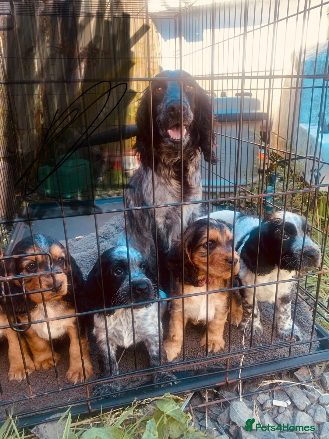 Cocker Spaniel dogs for sale: Cocker spaniel puppy’s - Advert 1