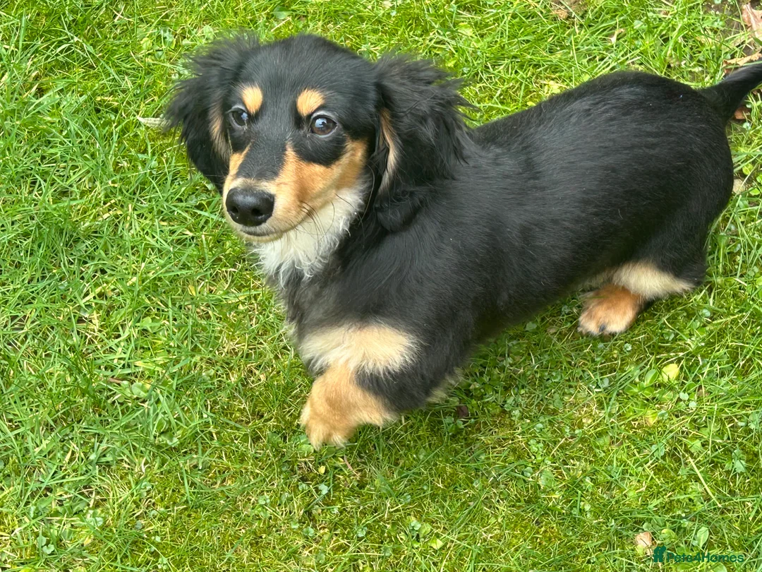 Miniature Dachshund dogs for sale: KC Reg Miniature Long Hair Dachshund  - Advert 2