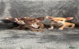 Chihuahua dogs for sale: Chihuahuas puppies  - Image 1