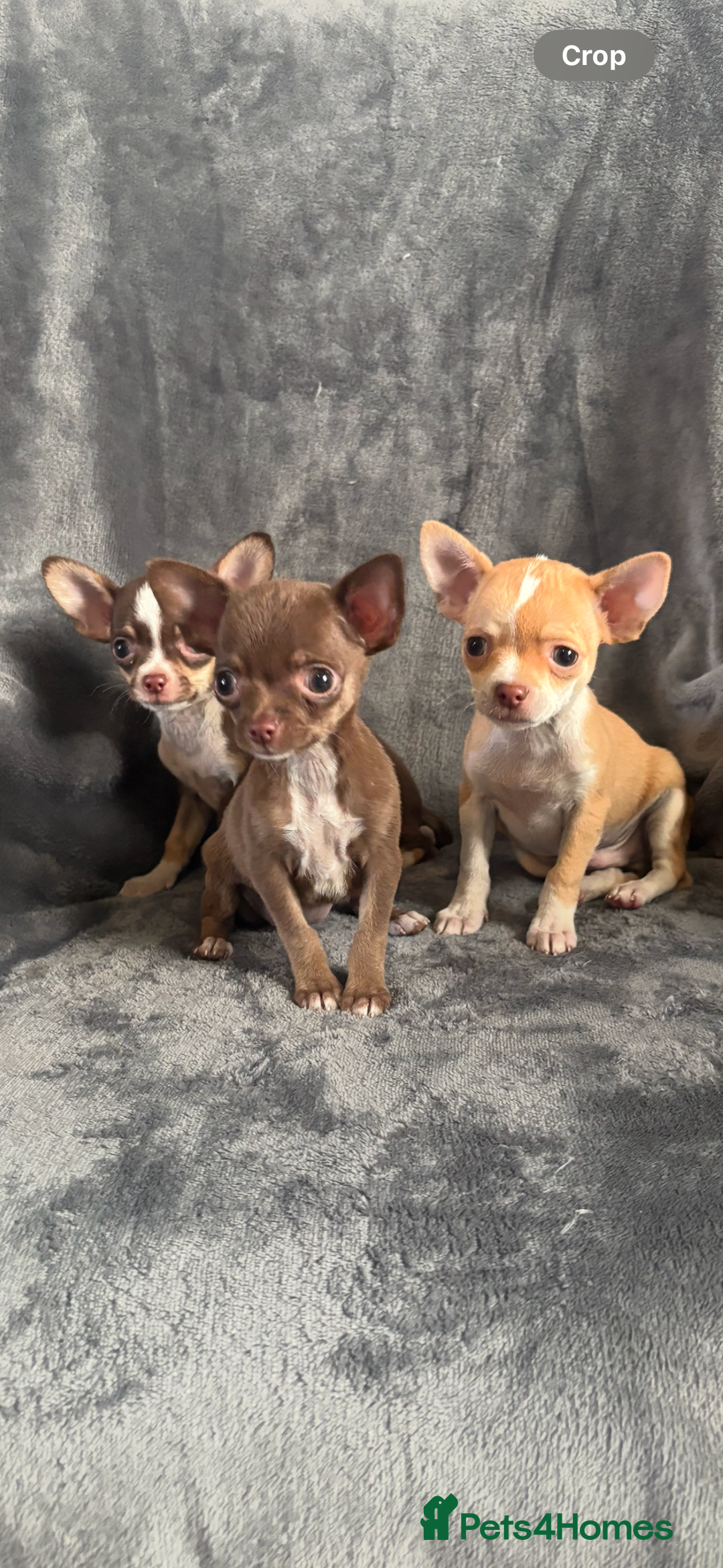Chihuahua dogs for sale: Chihuahuas puppies  - Image 1
