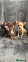 Chihuahua dogs Chihuahuas puppies - Advert 6