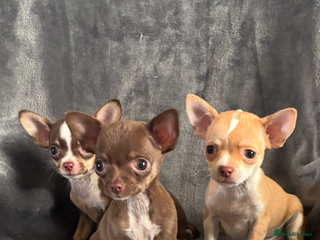 Chihuahua dogs for sale - Advert 1