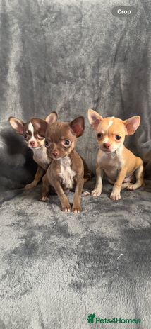 Chihuahua dogs - Advert 4