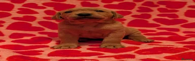 Labrador Retriever Puppy 1