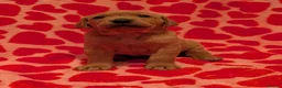 Labrador Retriever dogs for sale: Two gorgeous KC Fox Red Labrador boys left - Advert 16
