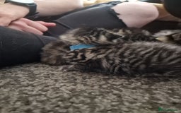 Maine Coon cats for sale: Maine coon cross munchkin kittens for sale in Cramlington - Image 12